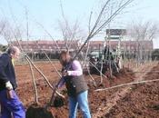 Diputación Guadalajara está repartiendo 4.000 árboles
