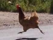 clásico: pollo cruzó calle?