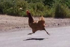 Un clásico: por qué el pollo cruzó la calle?