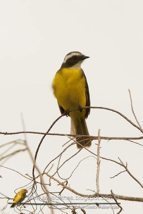 Benteveo mediano (Vermilion-crowned Flycatcher) Myiozetetes similis