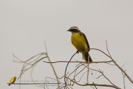 Benteveo mediano (Vermilion-crowned Flycatcher) Myiozetetes similis