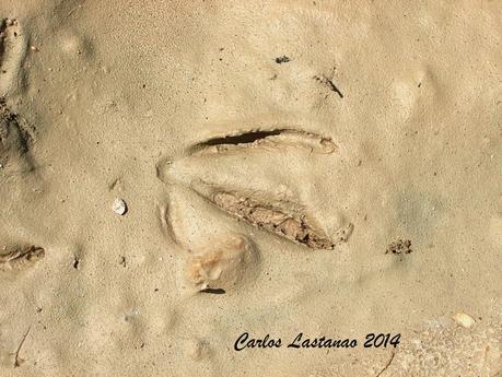 Señales de los patos salvajes.