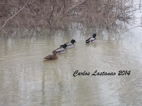 Señales de los patos salvajes.