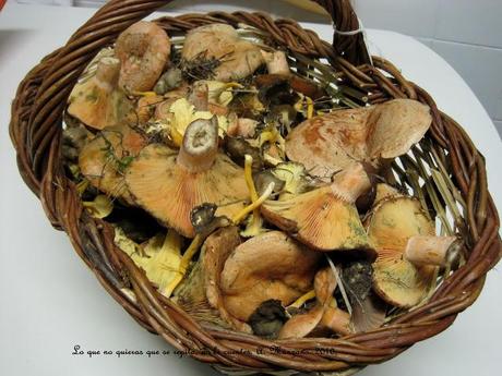 Niscalos y otras setas con Ajo y Perejil.