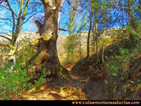 Ruta Pico Vízcares: Camino a la majada Cureñu