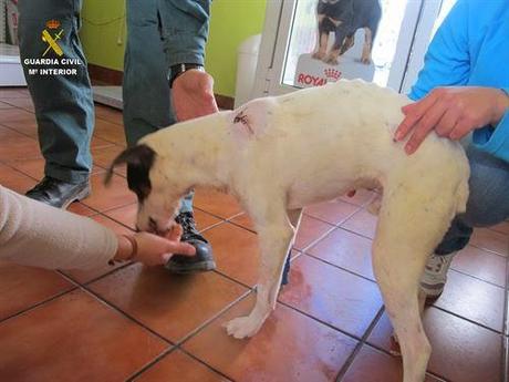 Imputado un vecino de Sevilla por disparar contra un perro