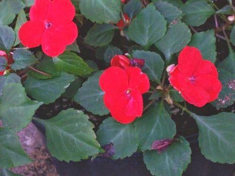 Impatiens walleriana