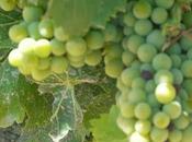 Uvas Madrid algo tradición