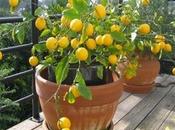 Limoneros macetas para hogar
