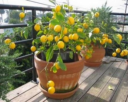 Limoneros en macetas para tu hogar