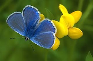 Parar ampliar Polyommatus escheri (Azul de Escher) hacer clic