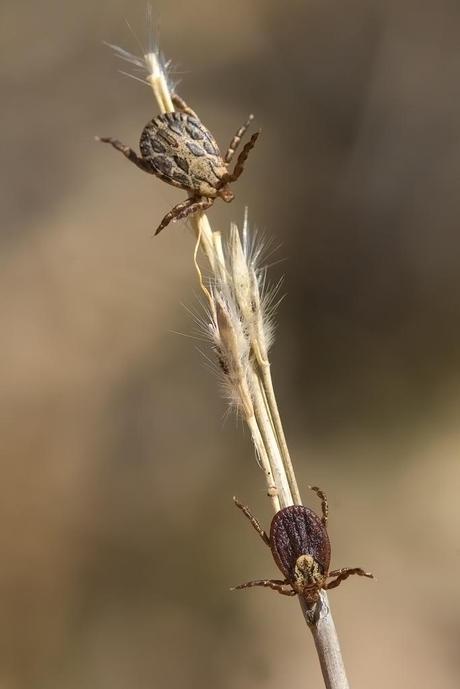 Para ampliar Dermacentor reticulatus, Dermacentor marginatus hacer clic