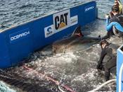 minutos gran tiburón blanco cubierta barco