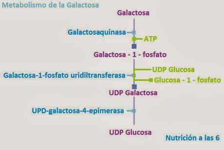 La intolerancia hereditaria a la galactosa, ¿qué es y cómo tratarla?