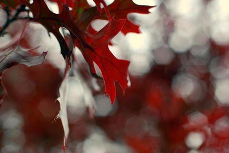 Efecto-Bokeh-hoja-roja