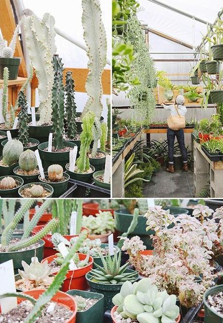 ABRIENDO LAS PUERTAS A LA PRIMAVERA...