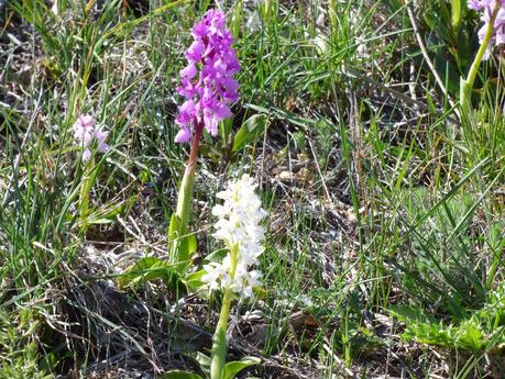 Día de orquídeas y otros bichos... - Orchids day and other small animals