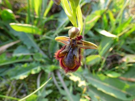 Día de orquídeas y otros bichos... - Orchids day and other small animals