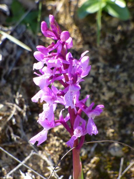 Día de orquídeas y otros bichos... - Orchids day and other small animals