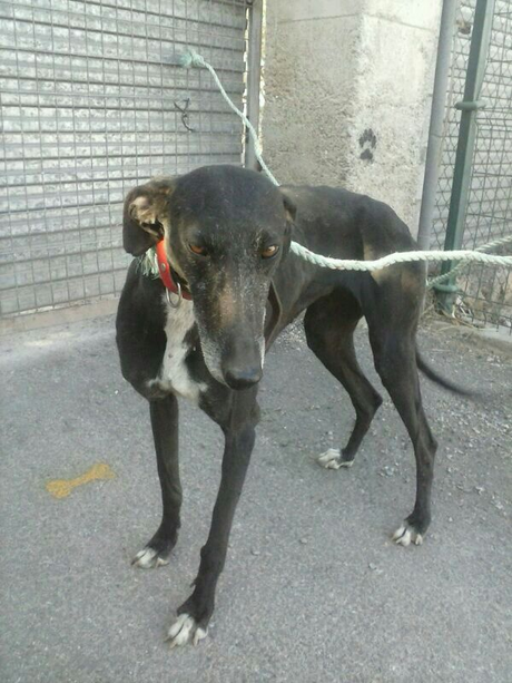 NINFA ABANDONADA AYER AMARRADA EN LA PUERTA DE LA PROTECTORA.