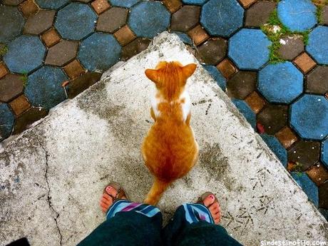 El gato muestra el camino