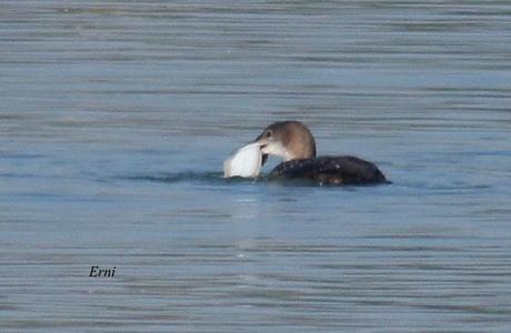 PEREZOSOS CON PLUMAS