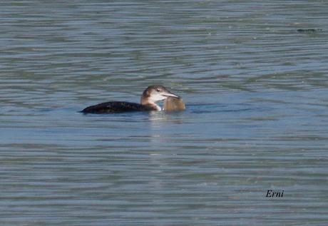 PEREZOSOS CON PLUMAS