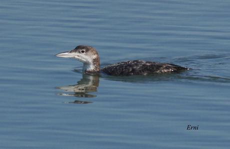 PEREZOSOS CON PLUMAS
