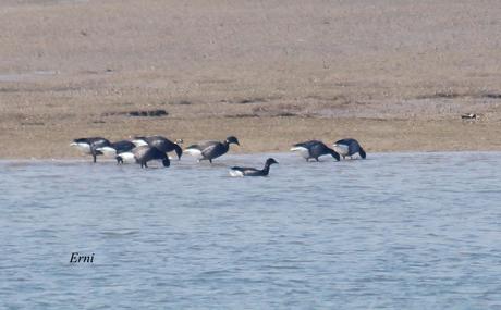 PEREZOSOS CON PLUMAS