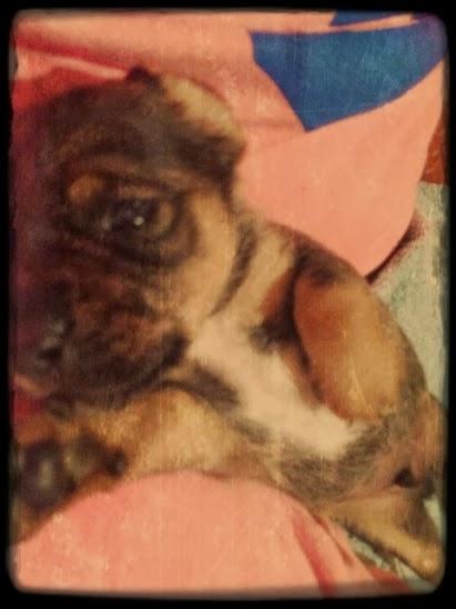 Mi Cachorrita Ragusa