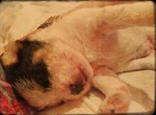 Cachorrita Ragusa