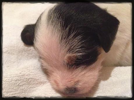 Mi Cachorrita Ragusa