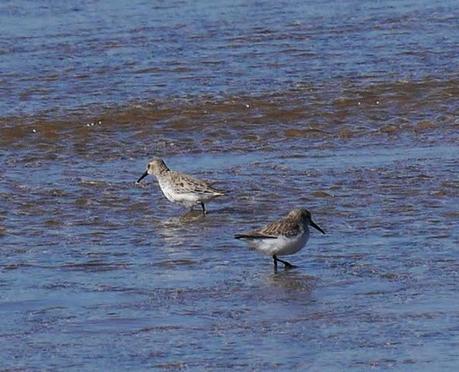 Ánade rabudo y limícolas