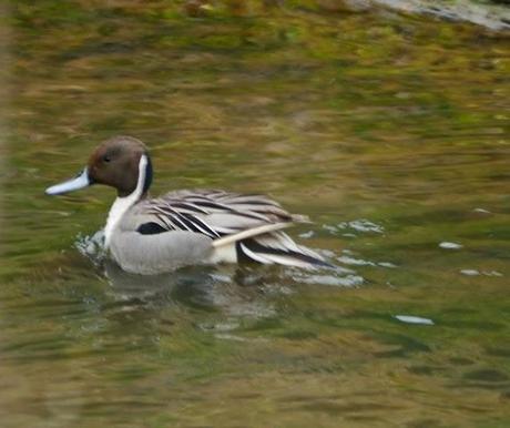 Ánade rabudo y limícolas