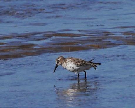 Ánade rabudo y limícolas