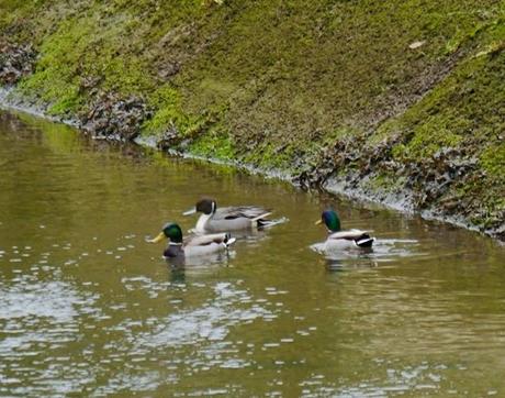 Ánade rabudo y limícolas