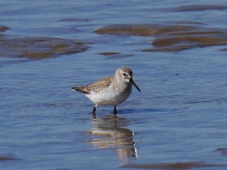 Ánade rabudo y limícolas