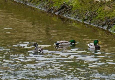 Ánade rabudo y limícolas