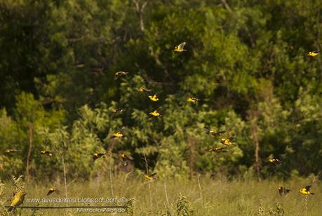 Tordo amarillo (Saffron-cowled Blackbird) Xanthopsar flavus