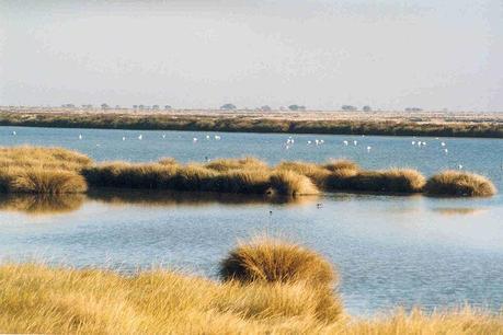 doñana_parque_marismas