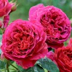 Las Rosas de David Austin