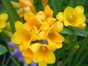 Mundo blogger: Freesia