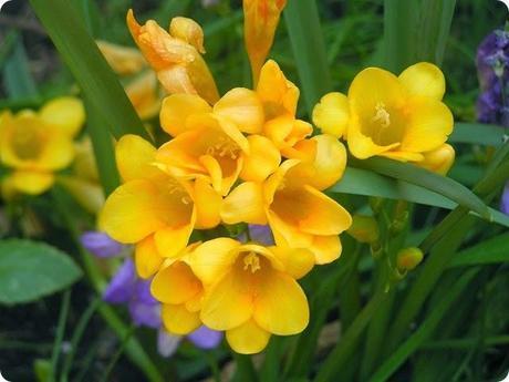 freesia_2 freesia_2