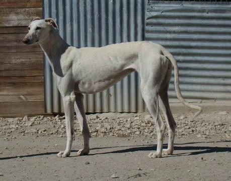 CLAUDIA EN ACOGIDA O ADOPCIÓN. (MADRID)