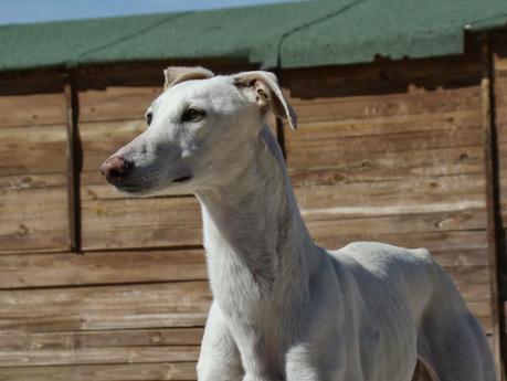 CLAUDIA EN ACOGIDA O ADOPCIÓN. (MADRID)