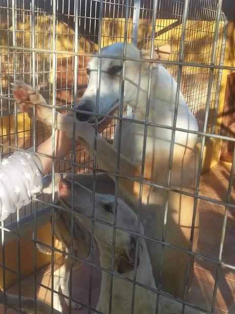 DAMA Y DIVA, NECESITAN URGENTEMENTE UN HOGAR.