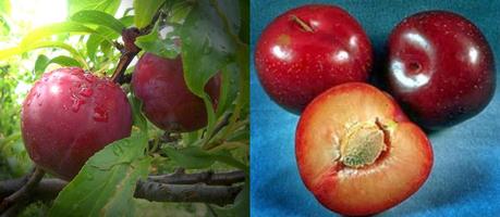 LA CIRUELA RICA Y NUTRITIVA