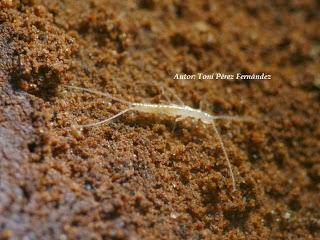 Plusiocampa lagari Sendra & Condé, 1987