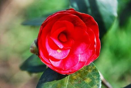 Flores de color rojo, la agricultura y el significado