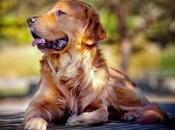 objetivos adiestramiento perro